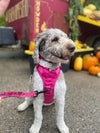 Rocky Mountain Dog Cascade All Mountain Dog Leash