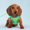 Up Country Lime and Aqua Small Dog Vest Harness