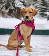 Rocky Mountain Dog Cascade All Mountain Dog Leash