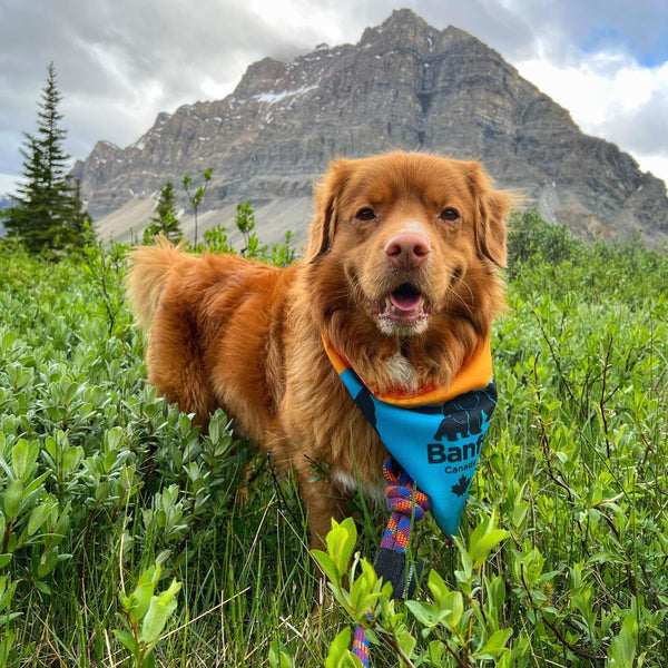 Rocky Mountain Dog Banff Bandana