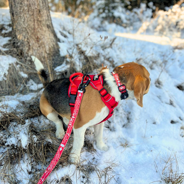 Rocky Mountain Dog Canadian Rockies Dog Collars