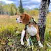 Rocky Mountain Dog Kootenay Alpine Dog Collar
