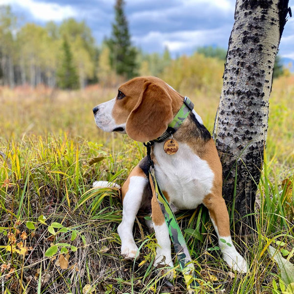 Rocky Mountain Dog Kootenay Alpine Dog Collar